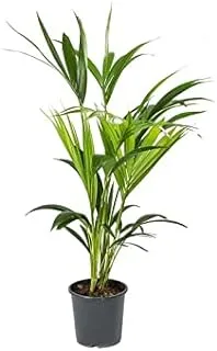 Dubai Garden Centre Howea Fosteriana Indoor Palm Plant