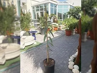 Dubai Garden Centre Eucalyptus Rostrata Outdoor Plant