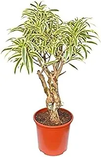 Dubai Garden Centre Dracaena Song of India Plant