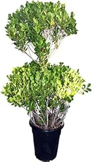 Dubai Garden Centre 2 Head Ficus Panda Outdoor Plant, Medium, Green