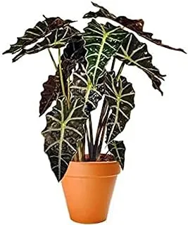 Dubai Garden Centre Alocasia Polly P24, 80 cm Height