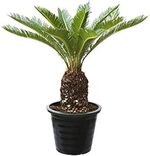 Dubai Garden Centre Cycas Revoluta Plant - Green