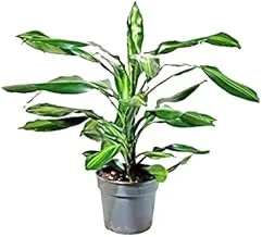 Dubai Garden Centre Dracaena Fragrans Cintho, Green