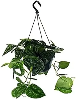 Dubai Garden Centre Scindapsus Pictus Hanging Plant, 40 cm Height