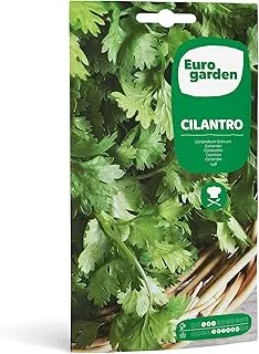 SEMILLAS FITO Coriander Cilantro, Multicolour, 1712