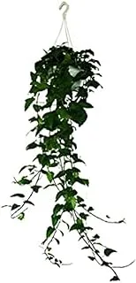 Dubai Garden Centre Hedera Helix Green, 80 cm Height