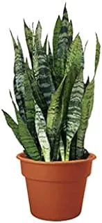 Dubai Garden Centre Sansevieria Green Plant, 120 cm Height