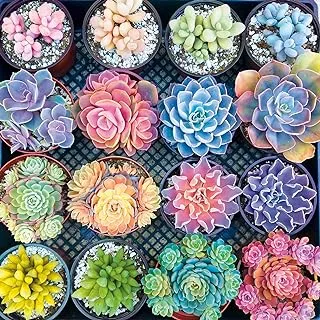 Buffalo Games - Sweet Succulents - 300 Large Piece Jigsaw Puzzle Multicolor, 18