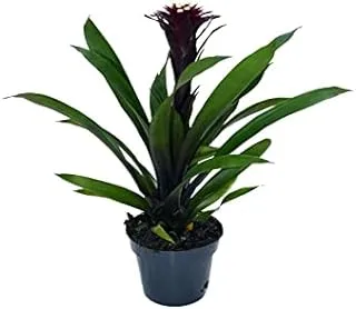 Dubai Garden Centre Guzmania Mix, 45 cm Height