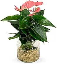 Dubai Garden Centre Anthurium Plant in Glass Bowl