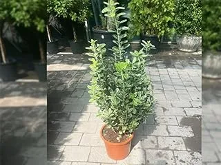 Dubai Garden Centre Euonymous Spindle Outdoor Plant