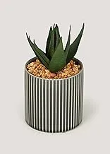 Matalan Mini Aloe with Grey Pot, 23 cm Height x 8 cm Depth