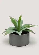 Matalan Agave in Iron Pot, 22 cm x 15 cm Size