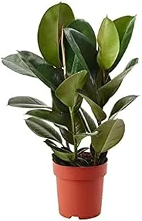 Dubai Garden Centre Ficus Elastica Mix, 80 cm Height