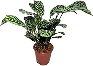 Dubai Garden Centre Calathea Ctenanthe Amabilis Indoor Plant