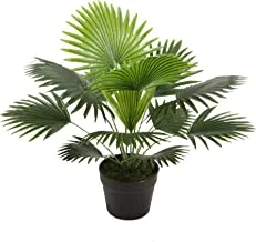 50cm Fan Palm with pot