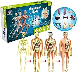 UKR تشريح لتقوم بها بنفسك عدة أجزاء جسم الإنسان التفاعلية لعبة 29 قطعة تجميع أعضاء الهيكل العظمي أجزاء الجسم لعبة الجذعية