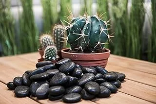 Sultan Gardens NKS2-4-Black Stone Pebbles 2.5 kg, Black