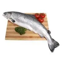 سمك السلمون النرويجي الطازج 2-3 كجم