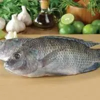 Saudi Fresh Tilapia Fish