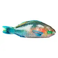 Parrot Fish Small