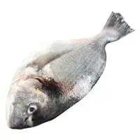 سمك الدنيس - تبوك