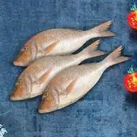Omani Sherri Fish