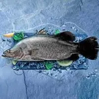 Fresh Bahri Sea Bass Fish 1.5 - 2kg