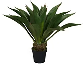 Beauty land gardens 80Cm Agave Americana With Pot, Green, M