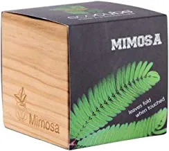 Feel Green Ecocube Box Mimosa 7.5x7.5 centimeter