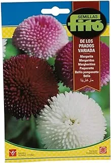 Fito Bellis Pomponette Flower Seeds