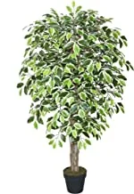 Beauty land gardens 150CM WOOD TRUNK VARIEGATED FICUS TREE WITH POT, Green, L