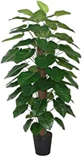 Beauty land gardens 180CM PHILODENDRON POLE WITH POT, GREEN, L