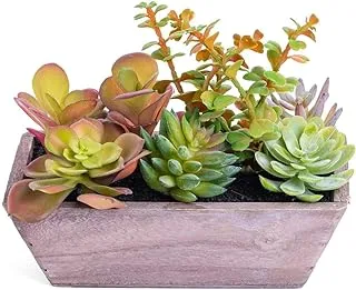 Sultan Gardens Small Artificial Succulent Plant with Wooden Pot- Sizs, L-20 x W-11 x H-15 cm, Mix Color
