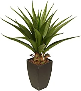 Beauty land gardens 70CM AGAVE AMERICANA WITH POT, GREEN, M